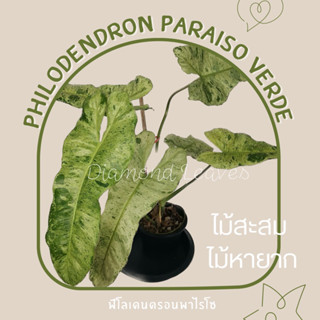 Philodendron Paraiso Verde ฟิโลเดนดรอนพาไรโซ(เลือกต้นได้)UPDATE30/08/66