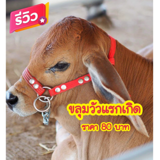 ขลุมวัวแรกเกิด✅ราคาถูก