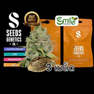 เมล็ดกัญชา Seeds Genetics.Co - Do Si Dos x Zkittlez (Fem)