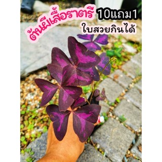 ต้นผีเสื้อราตรีสีม่วง ต้นไม้ประดับกินได้ ผักสวนครัว ไม้ใบ ไม้มงคล จัดสวน แต่งบ้าน ผักสลัด ไม้ในร่ม ฟอกอากาศ สมุนไพร ดิน
