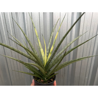 ต้นลิ้นมังกรใบด่าง Sansevieria gracilis verigated ไม้ฟอกอากาศ กระถาง 4นิ้ว