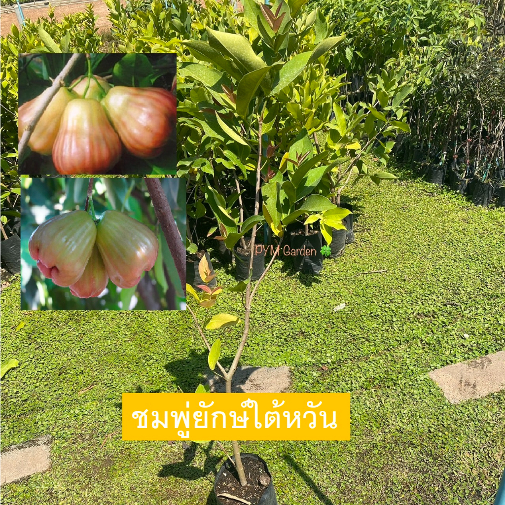 ต้นชมพู่ พันธุ์ ชมพู่ยักษ์ไต้หวัน กิ่งตอน สูง80-100เซน ปลูก1ปีติดลูก ขายราคาถูก (รับประกันสินค้า)