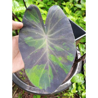 Colocasia midnight มิดไนท์