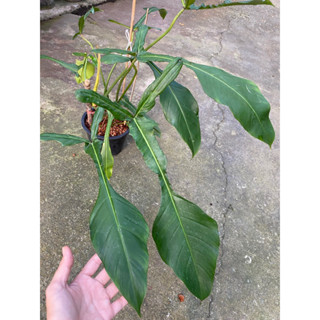 ฟิโลโจปิอาย  philodendron joepii ไม้แรร์ ต้นใหญ่ ใบใหญ่ๆ สวยมาก ทรงสวยงาม ไม่ผิดหวังแน่นอนค่ะ😍