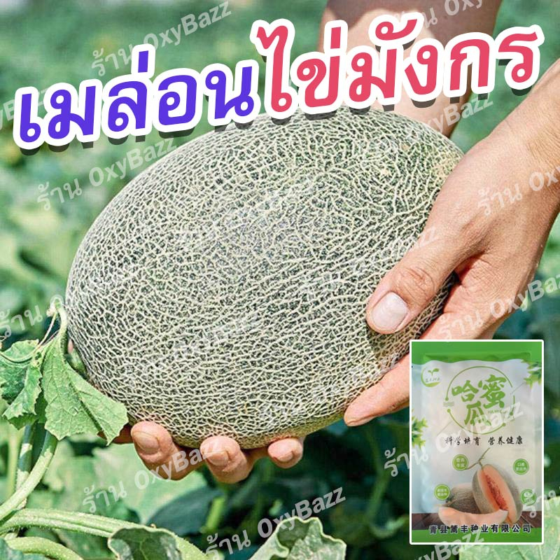 เมล็ดพันธุ์ฮามิเมล่อน เมล็ดเมล่อนไข่มังกร 50เมล็ด เมล็ดแตงทิเบต เมล็ดแตงฮามิกัว