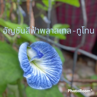 เมล็ดพันธุ์ อัญชัน (Butterfly Pea / Clitoria Ternatea) กลีบดอกสีฟ้าพลาสเทล-ทูโทน กลีบดอกชั้นเดียว  จากสวน