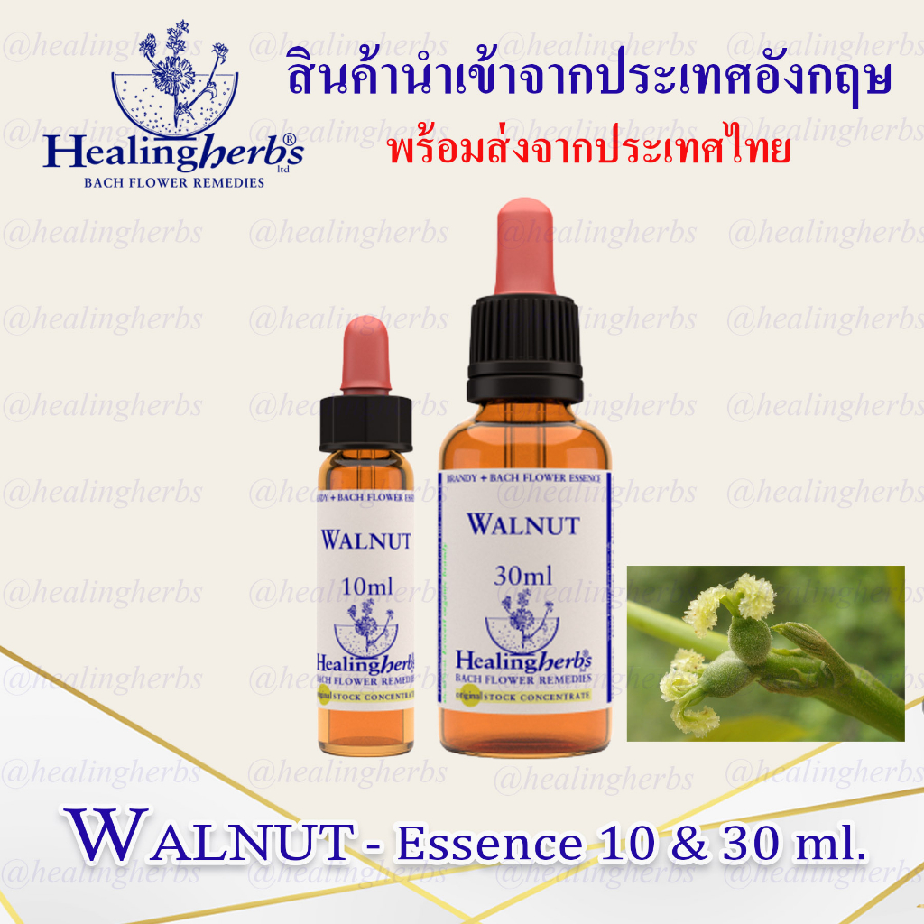 (Walnut) Bach Flower Essence (droppler) ขนาด 10 ml. หรือ 30 ml. ของแท้ 100% ***พร้อมส่งในไทย***