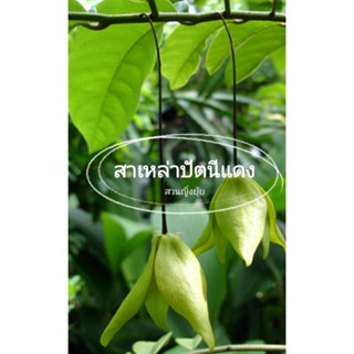 (รับ1ต้น)(ต้นเสียบยอด) #ส่าเหล่าปัตตานี ดอกไม้ป่ากลิ่นหอม 🏡เสน่ห์หา