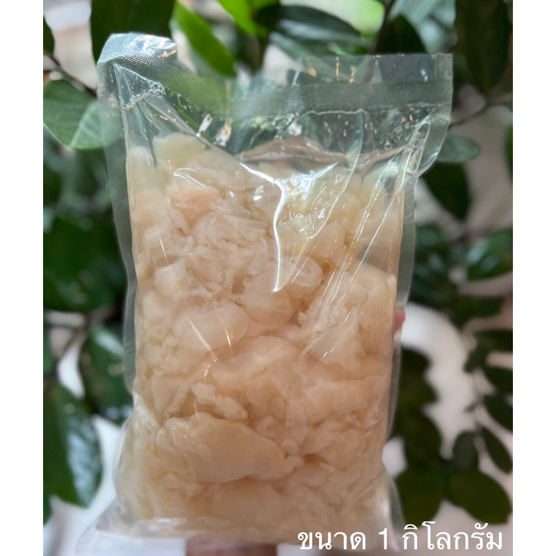 แมงกะพรุนล้างจืด (ขาล้วน) Jellyfish แมงกะพรุน แมงกระพรุน #ออร์แกนิคไม่ใช้สารฟอกขาว