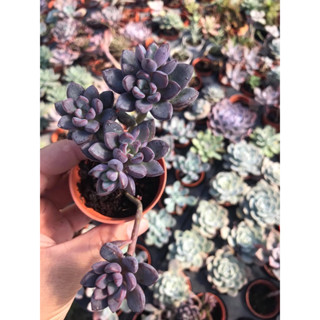 Succulents Sedum สีม่วงดอกสีขาวน่ารัก