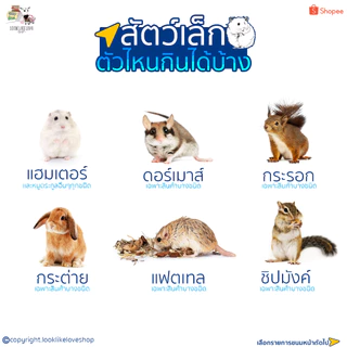 ( แบ่งขายกะปุกทดลอง ) อาหารหนูเเฮมสเตอร์นำเข้า อาหารกระต่าย เกรดพรีเมียม อาหารทดลองกะปุกละ10บาท