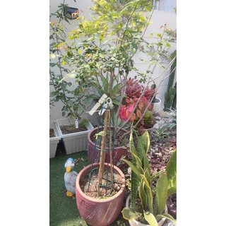 🌹ซุ้มทรีโรส🌹กุหลาบทรีโรส(T-Rose)ขนาด 70-90-100cm.มี2สี ขาว/ สีดำ