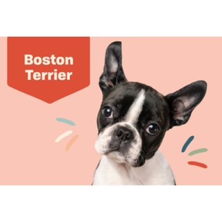 ตุ๊กตาน้องบอสตันเทร์เรียร์ Boston Terrier