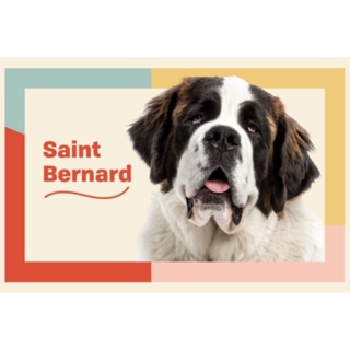 ตุ๊กตาหมาเซนต์เบอนาร์ด Saint bernard