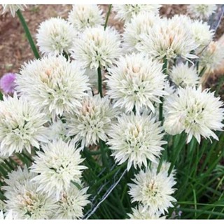 เมล็ดพันธุ์ดอกหอมฝรั่งสีขาว ไวท์ เพิร์ล (White Pearl Chives Seed) บรรจุ 50 เมล็ด ของแท้ คุณภาพดี ราคาถูก นำเข้าจากต่าง