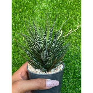 Haworthia attenuata cv. wide zebra กระถาง3นิ้วไม้อวบน้ำ Succulents (แคคตัส cactus）