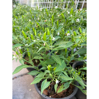 🌶️🌶️🌶️ต้นพริกขี้หนู กระถาง 5-8" สินค้าพร้อมส่ง😀