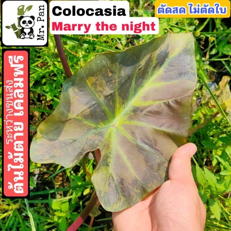 Colocasia Marry the night ตัดสดไม่ตัดใบ โคโลคาเซีย เเมรี่ เดอะ ไนท์ Hybrid lemon lime x Aloha
