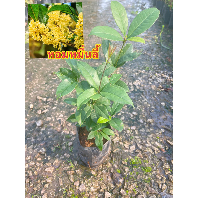 ต้นหอมหมื่นลี้ กิ่งปักชำ/สูง30-45ซม.ต้นแข็งแรงพร้อมปลูก
