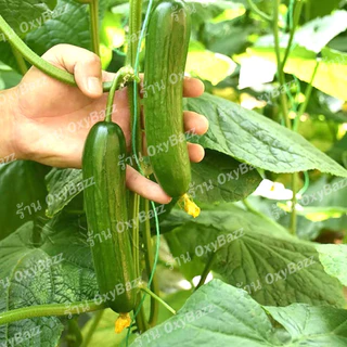 เมล็ดพันธุ์แตงกวาฮอลแลนด์ เมล็ดแตงกวาฮอลันดา 20เมล็ด แตงกวาไร้หนาม Dutch Cucumber seeds