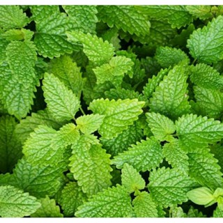 เมล็ดพันธุ์สมุนไพร เลมอน บาล์ม (Lemon Balm Herb Seed) บรรจุ 100 เมล็ด ของแท้ คุณภาพดี ราคาถูก นำเข้าจากต่างประเทศ