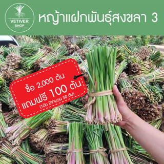 หญ้าแฝก 2,000 ต้น แถมฟรี 100 ต้น ต้นพันธุ์หญัาแฝก หญ้าแฝกพันธุ์สงขลา 3 (1มัด มี 50 ต้น)