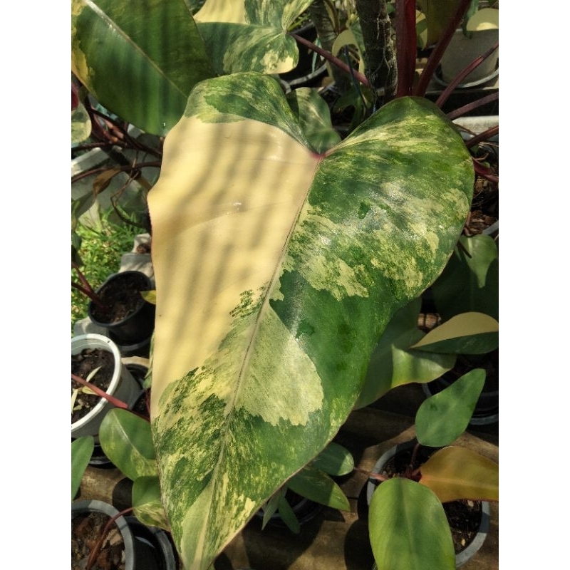 Philodendron Red Emerald Variegated ( Strawberry Shake ) สตอเบอรี่ เชค