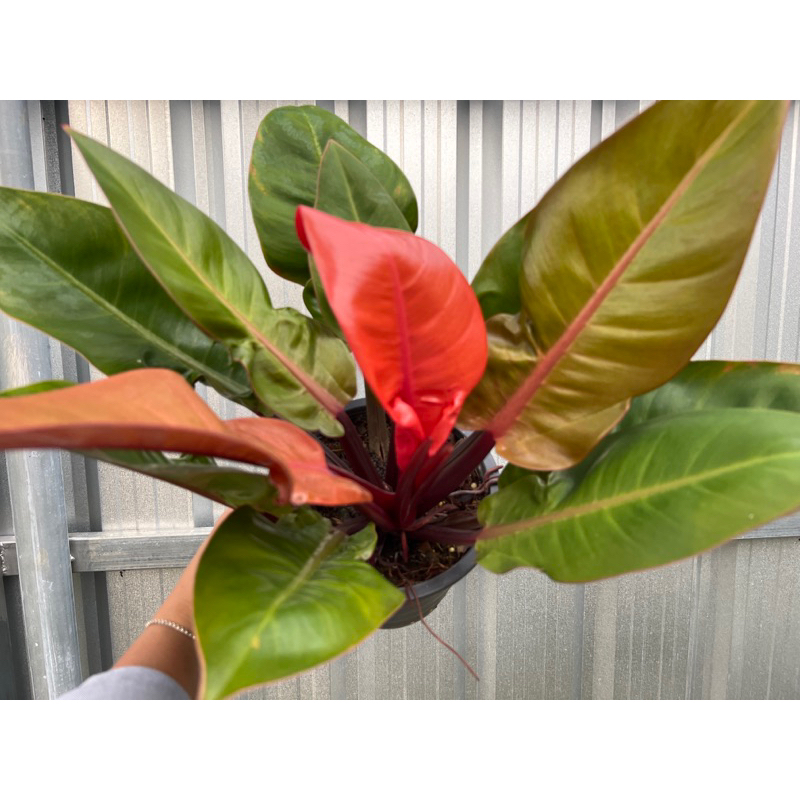 ฟิโลเดนดรอน ปริ้นออเรนต์ Philodendron 'Prince orange' กระถางขนาด8 "