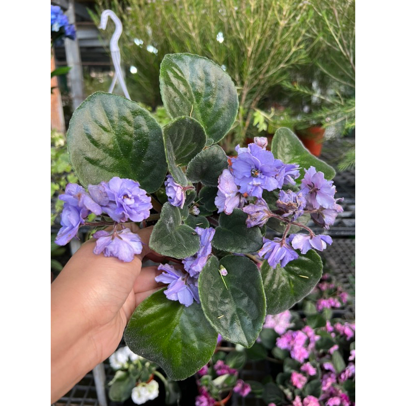 แอฟริกันไวโอเล็ต African Violet 🌼 ไม้ดอกประดับนำเข้าถิ่นกำเนิดจากแอฟริกา