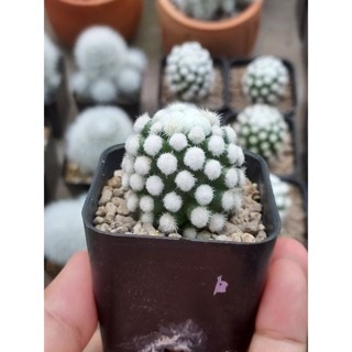 mammillaria oruga big dot แมมโอรุกะบิ๊กกดอท
