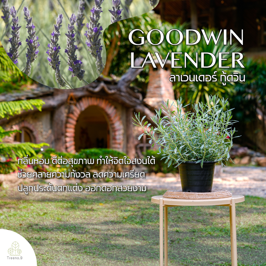 Treeno.9 T36 ลาเวนเดอร์ กู้ดวิน พุ่มใหญ่ กลิ่นหอมมาก (Goodwin Lavender) กระถาง 8 นิ้ว / สูง 30-40 ซม. / สมุนไพรฝรั่งดี
