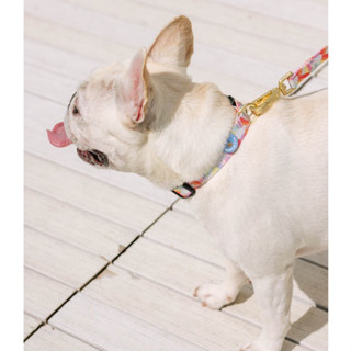 Gentlepup Dog Collar ปลอกคอสุนัข ปลอกคอหมา ปลอกคอสัญชาติสิงคโปร์