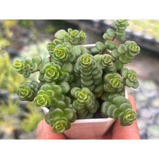 Sedum tetractinum ไม้อวบนำ้ น่ารักๆ กระถาง 2 นิ้ว