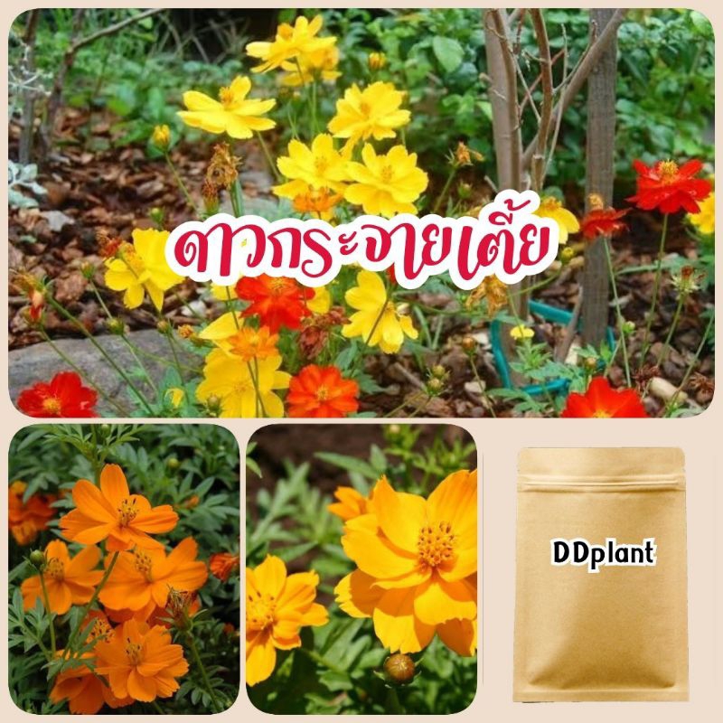 เมล็ดดอกดาวกระจายเตี้ย 1,000 เมล็ด คละสีราคาส่ง