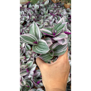 ❤️ ก้ามปูหลุดด่างชมพู (Tradescantia zebrina Bosse) ก้ามปูหลุดด่างชมพูกระถาง3นิ้ว