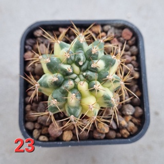 Gymnocalycium​ Marble​ เพชรแต้มสี