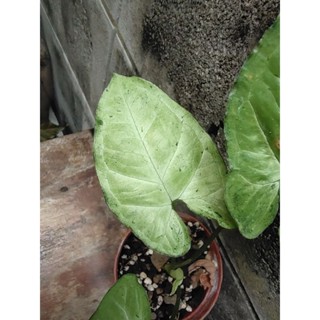 #ส่งฟรี Syngonium flecked allusion #Rare item #ไม้แรร์ รบกวนอ่านรายละเอียดนิดนะคะ