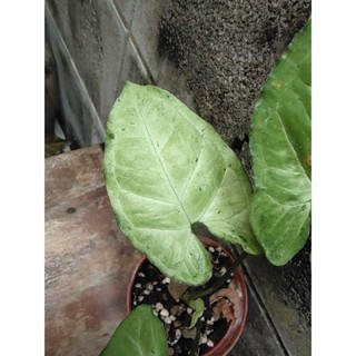 #ส่งฟรี Syngonium flecked allusion #Rare item #ไม้แรร์ รบกวนอ่านรายละเอียดนิดนะคะ