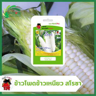 ข้าวโพดข้าวเหนียวลูกผสม สโรชา F1 Hybrid (Zea mays) ตรากบดำกบแดง