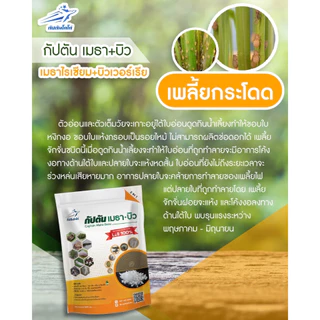 *กำจัดแมลง* แบบผง(500กรัม) เชื้อราบิวเวอร์เรีย + เชื้อราเมธาไรเซียม ตรา กัปตันโคโค่ ปลอดภัย 100 %
