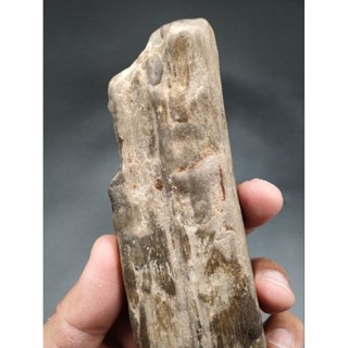 🌲ไม้กลายเป็นหิน ขนาดฝ่ามือ ของเเท้ 302 กรัม ขัดผิวเรียบ น่าสะสม( Petrified wood )