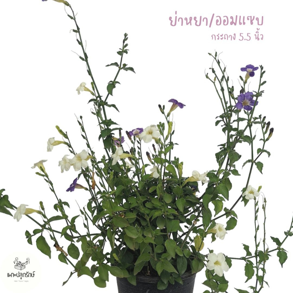 ต้นอ่อมแซบ (Creeping Foxglove) หรือ ย่าหยา เบญจรงค์ ๕ สี บุษบาริมทางหรือ ตำลึงหวาน F16