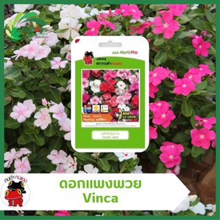 ดอกแพงพวย แปซิฟิกา มิกซ์ Vinca Pacifica Mix ตรากบดำกบแดง พุ่มแน่น ออกดอกต่อเนื่อง สีสันสวยงาม