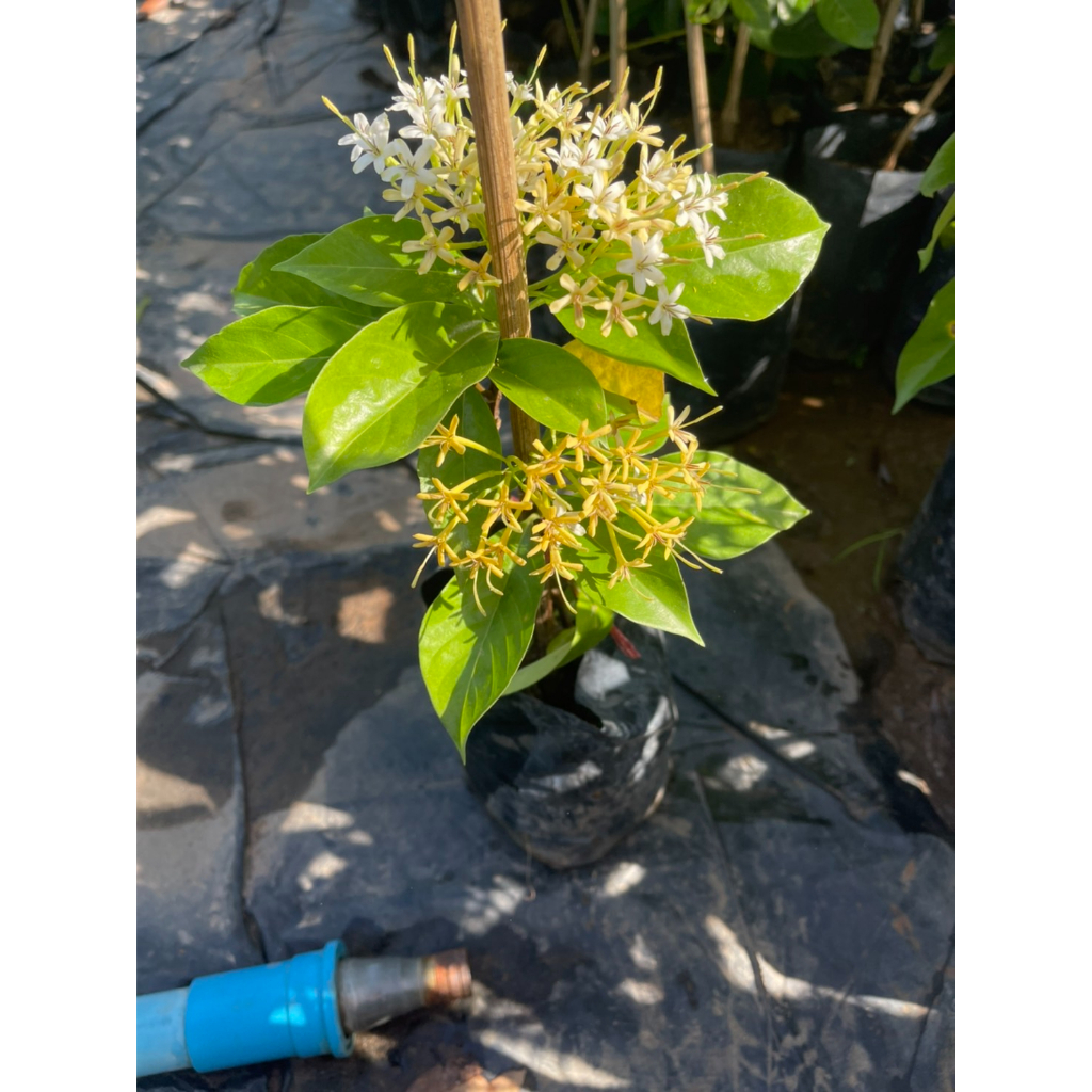 ต้นหอมเจ็ดชั้นดอกสวยกลิ่นหอมไกลออกตลอดทั้งปี - รูปที่ 5