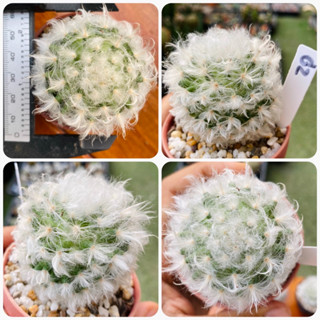 แมมขนแกะ แมมมิลลาเรีย ขนแกะ Mammillaria Bocasana V. Multilanata กระบองเพชร แคคตัส