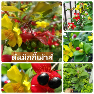 #ต้นมิกกี้เม้าส์ ไม้พุ่ม ทรงสวย ดอกมี2สีในต้นเดียว เมล็ดสีดำคล้ายตามิกกี้เม้าส์ แพ็คคู่ 2 ต้น