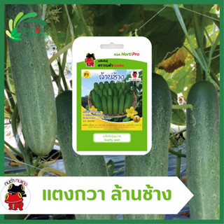 แตงกวาลูกผสม ล้านช้าง F1 Hybrid cucumber seed ตรากบดำกบแดง