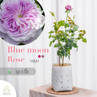 Treeno.9 T350 Blue moon Rose​ (กุหลาบ บลูมูน​)​ ดอกกลิ่นหอม / ต้นใหญ่ ถุง 8 นิ้ว / สูง 60-70 ซม. / ไม้ประดับ ไม้ดอก (ต้นไม้)