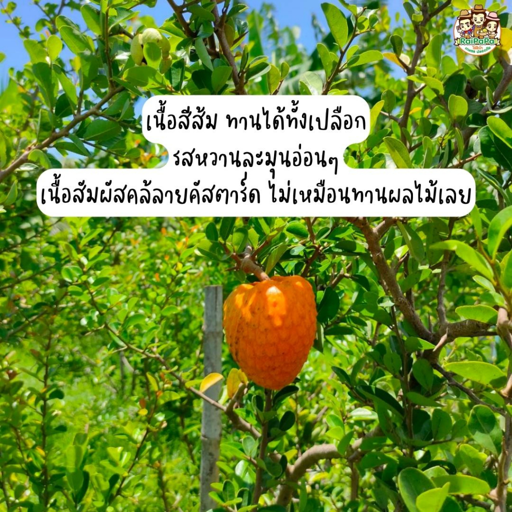 น้อยหน่าส้มบราซิล Annona Spinescens ต้นเสียบยอด ผลไม้แปลก ผลไม้หายาก ต้นไม้แปลก ต้นไม้ต่างประเทศ