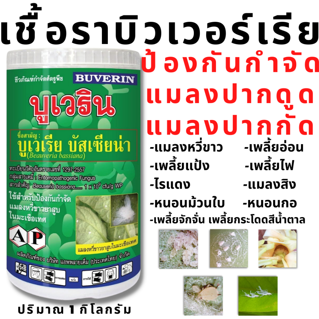 เชื้อบิวเวอร์เรีย ป้องกันกำจัด แมลงปากดูด แมลงปากกัด สปอร์ผงพร้อมใช้งาน บูเวริน Beauveria bassiana